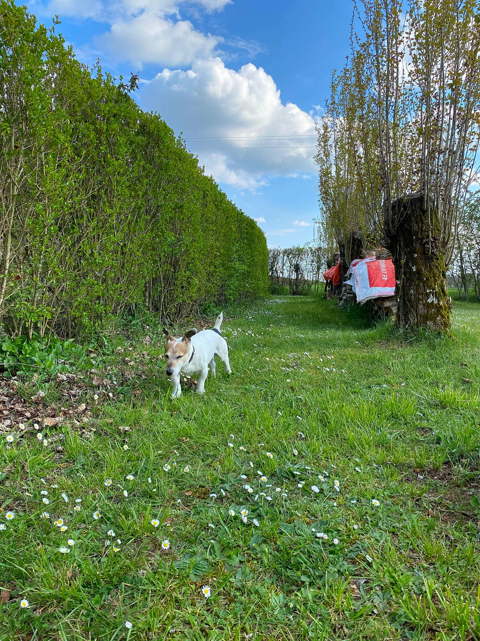 Crumble participe au concours pour gagner de l'argent avec cette photo : carnivore, cloud, dog, dog_breed, fawn, flower, grass, grassland, groundcover, land_lot, landscape, meadow, natural_landscape, people_in_nature, plant, plant_community, rural_area, shrub, sky, tree