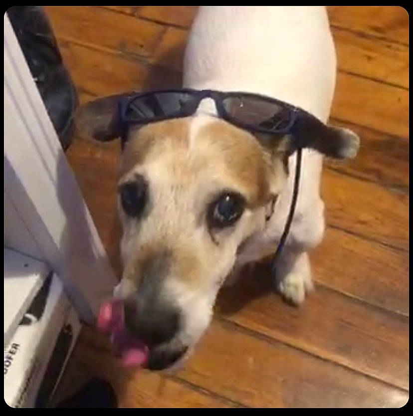 Crumble a rejoint le concours — aidez-le/la à gagner de superbes lots ! canidae, carnivore, collar, companion_dog, dog, dog_breed, dog_collar, dog_supply, fawn, flooring, fur, hardwood, pet_supply, photo_caption, rectangle, snapshot, sporting_group, whiskers, wood, working_animal