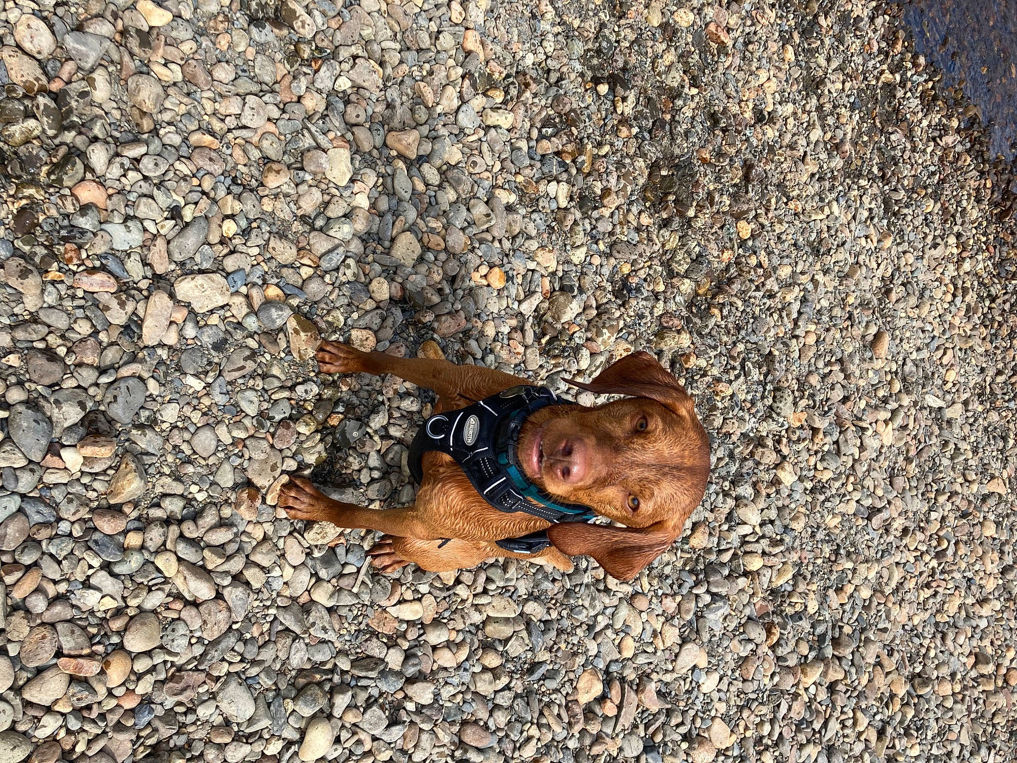Rudi is registered to the contest to win money with this photo: asphalt, bedrock, cobblestone, concrete, fawn, flooring, fun, grass, human_body, landscape, leisure, people_in_nature, road_surface, rock, sand, shadow, sitting, soil, toddler, wood