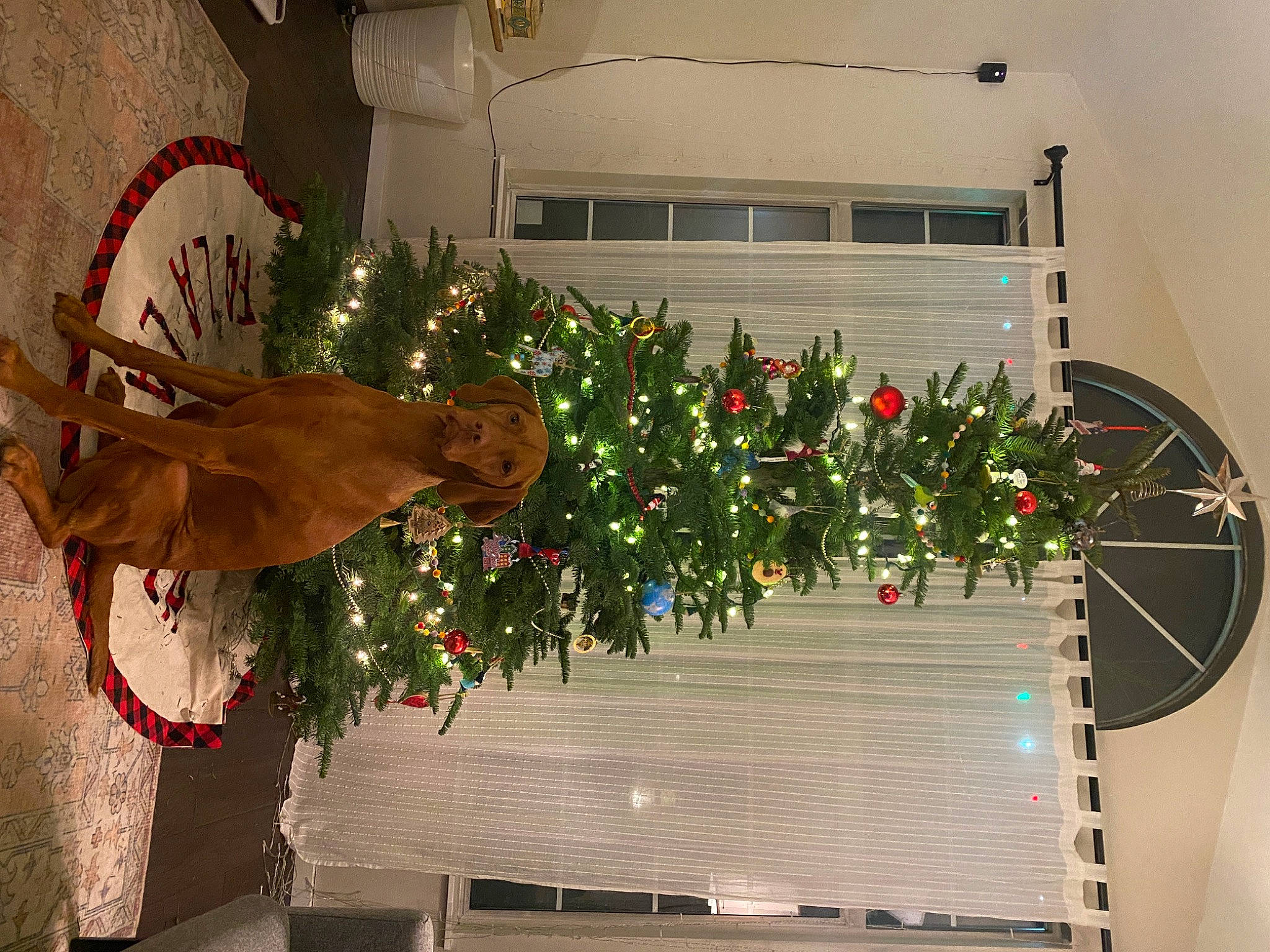 Rudi joined the competition — help win amazing prizes! christmas, christmas_decoration, christmas_eve, christmas_ornament, christmas_tree, event, fawn, hat, holiday, holiday_ornament, houseplant, interior_design, ornament, plant, red, tree, window, wood, working_animal