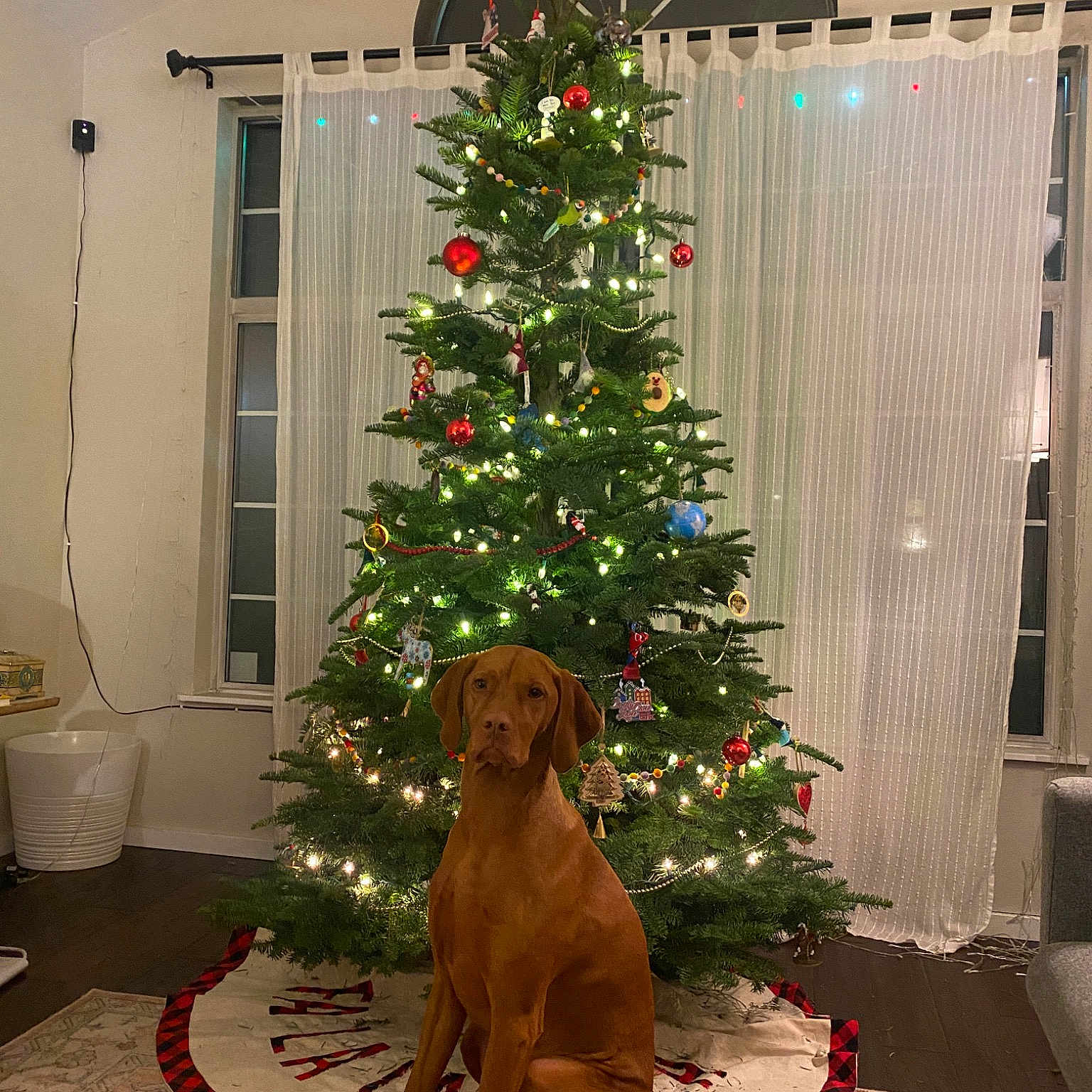 Rudi