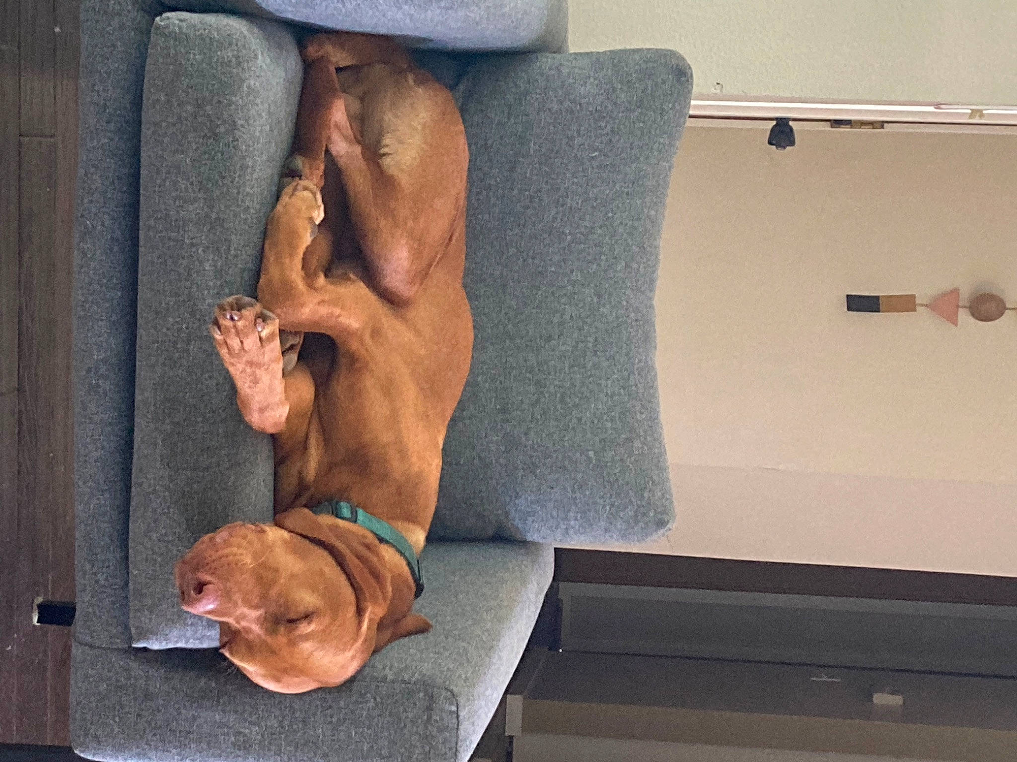 Rudi joined the competition — help win amazing prizes! canidae, comfort, companion_dog, dog_breed, elbow, fawn, finger, foot, gesture, hat, human_leg, joint, knee, leg, sitting, sporting_group, thigh, thumb, wood, wrist