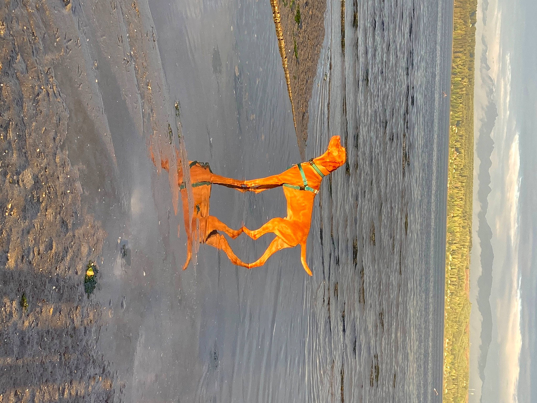 Rudi is registered to the contest to win money with this photo: art, asphalt, concrete, electric_blue, font, geological_phenomenon, orange, pattern, reflection, road_surface, shadow, sky, slope, soil, symmetry, tree, visual_arts, water, window, wood