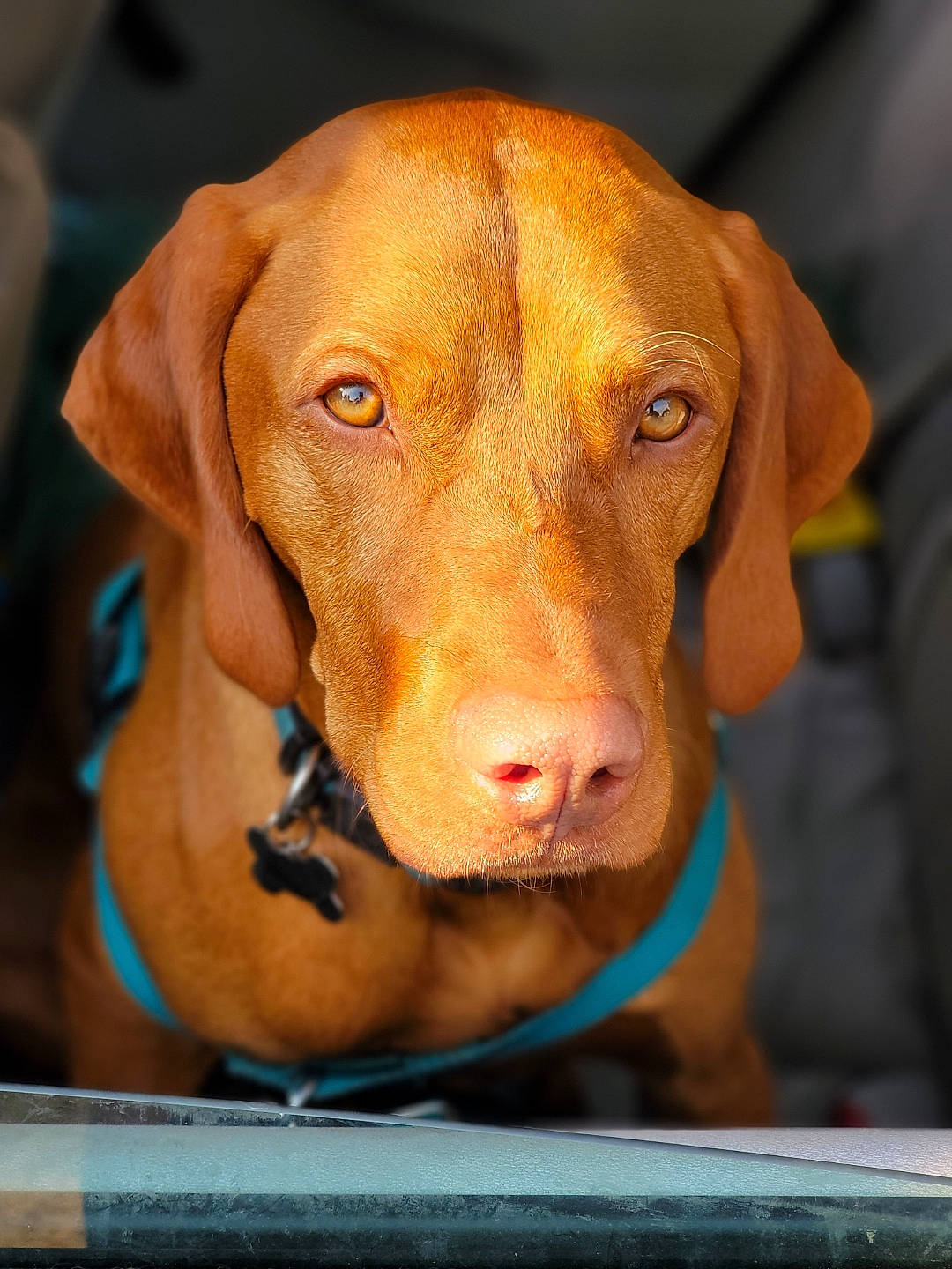 Rudi joined the competition — help win amazing prizes! canidae, carnivore, companion_dog, dog, dog_breed, dog_supply, ear, fawn, fur, hound, hunting_dog, liver, pet_supply, snout, sporting_group, whiskers, working_animal, working_dog, wrinkle