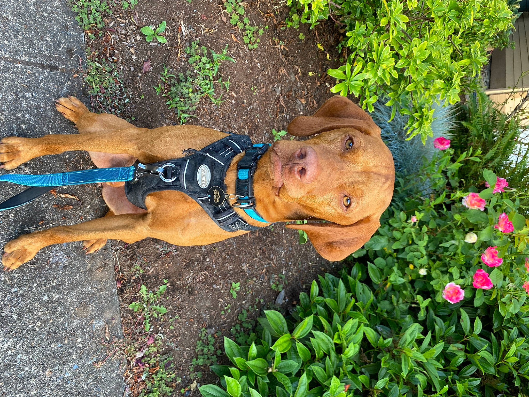 Rudi is registered to the contest to win money with this photo: annual_plant, chest, dog, fawn, flower, fun, garden, grass, hat, human_leg, landscape, leisure, plant, recreation, rose, shrub, sporting_group, sunglasses, thigh, tree