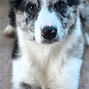 Baya a rejoint le concours — aidez-le/la à gagner de superbes lots ! dog, puppy, blue_merle, border_collie, fluffy, black_and_white, large_ears, brown_eyes, nose, portrait, close_up, indoor, wooden_floor, brick_wall, sitting, front_facing, fur, pet, cute, animal