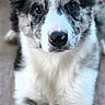 dog, puppy, blue_merle, border_collie, fluffy, black_and_white, large_ears, brown_eyes, nose, portrait, close_up, indoor, wooden_floor, brick_wall, sitting, front_facing, fur, pet, cute, animal