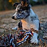 Baya a rejoint le concours — aidez-le/la à gagner de superbes lots ! dog, puppy, pet, animal, canine, outdoors, forest, woodland, grass, leaves, autumn, portrait, sitting, rope_toy, chew_toy, fluffy, white_fur, brown_fur, blue_eyes, natural_light