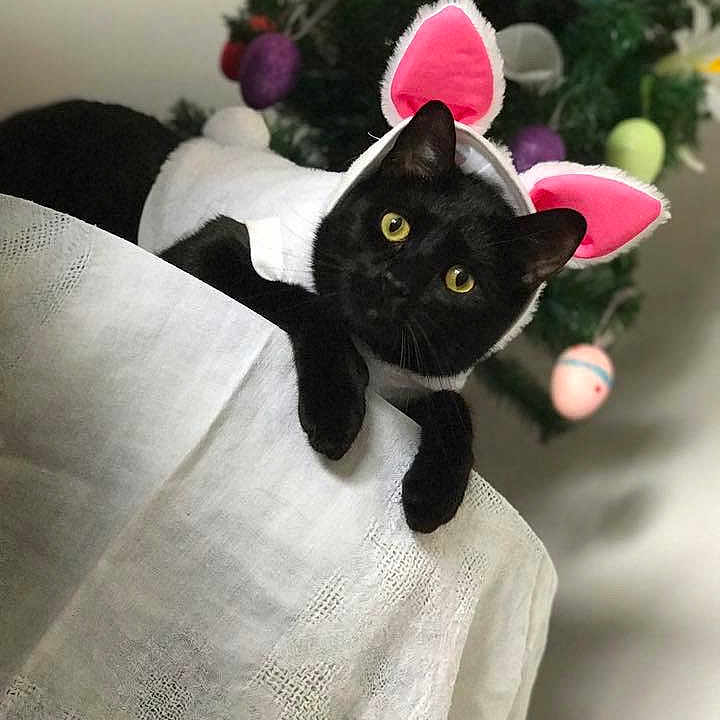 Coal joined the competition — help win amazing prizes! black_cat, cat, cat_like_mammal, fur, kitten, pink, plush, small_to_medium_sized_cats, stuffed_toy, textile, whiskers