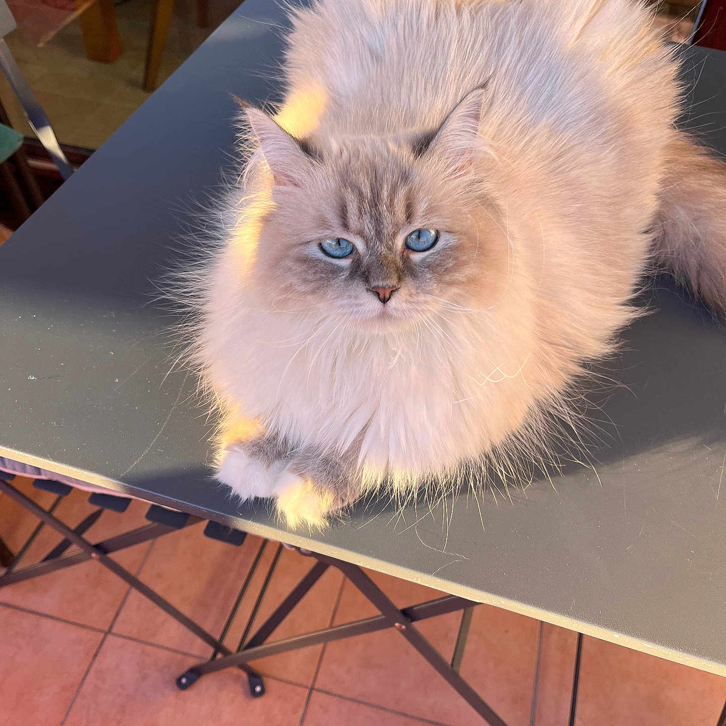Sockette Klinholff participe au concours pour gagner de l'argent avec cette photo : animal, blue_eyes, cat, closeup, cozy, domestic_cat, ears, face, feline, fluffy, fur, home, indoor, paws, pet, quiet, relaxed, sunlight, table, whiskers