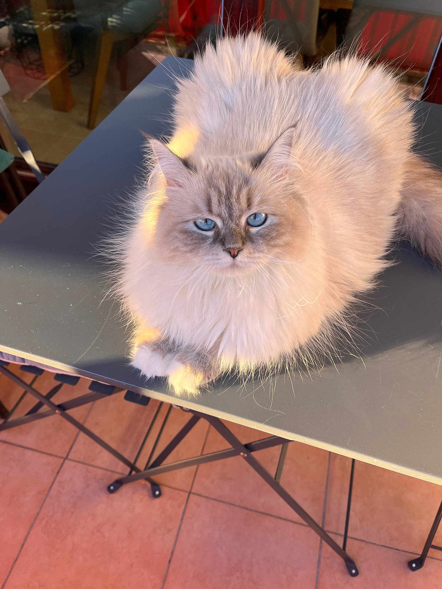 Sockette Klinholff participe au concours pour gagner de l'argent avec cette photo : cat, fluffy, blue_eyes, table, indoor, sunlight, fur, pet, animal, relaxed, closeup, face, whiskers, ears, paws, feline, domestic_cat, cozy, home, quiet