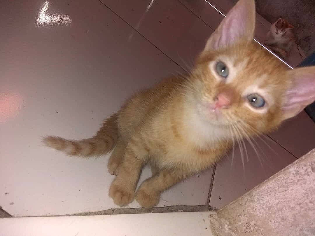 Buddy joined the competition — help win amazing prizes! carnivore, cat, claw, domestic_short_haired_cat, fawn, felidae, fur, paw, small_to_medium_sized_cats, snout, tail, whiskers