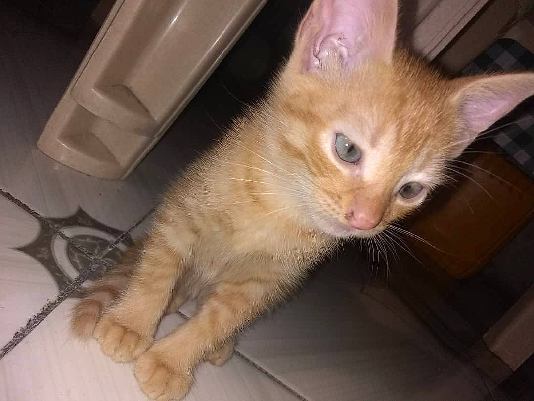 Buddy joined the competition — help win amazing prizes! carnivore, cat, claw, domestic_short_haired_cat, fawn, felidae, flooring, fur, iris, paw, small_to_medium_sized_cats, snout, tail, whiskers, window, wood