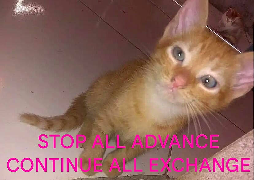 Buddy joined the competition — help win amazing prizes! carnivore, cat, claw, domestic_short_haired_cat, ear, fawn, felidae, fur, paw, photo_caption, small_to_medium_sized_cats, snout, tail, whiskers