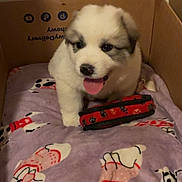 Bear is registered to the contest to win money with this photo: puppy, dog, cardboard_box, blanket, toy, tongue_out, fur, cute, pet, indoor, bed, playful, small_animal, nose, eyes, paw, cozy, portrait, young, sleep_spot