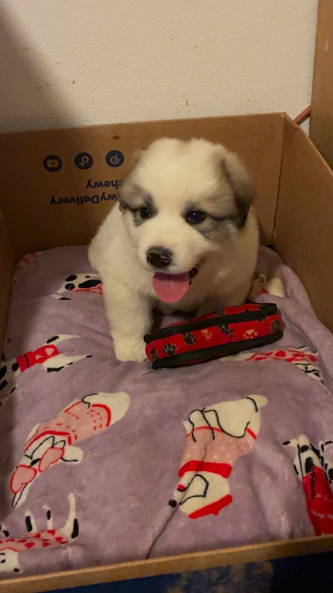 Bear is registered to the contest to win money with this photo: puppy, dog, cardboard_box, blanket, toy, tongue_out, fur, cute, pet, indoor, bed, playful, small_animal, nose, eyes, paw, cozy, portrait, young, sleep_spot