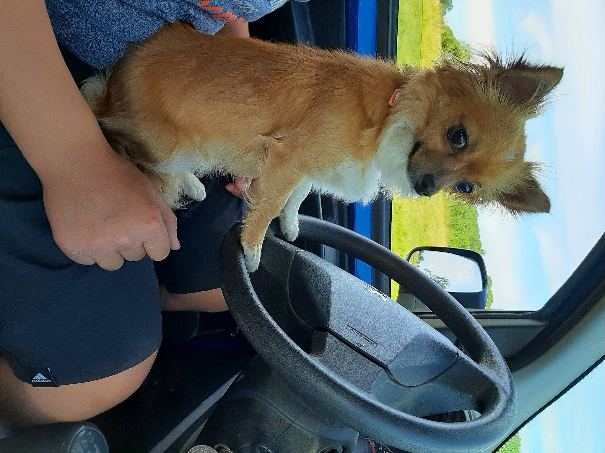 Oxane participe au concours pour gagner de l'argent avec cette photo : canidae, carnivore, companion_dog, dog, dog_breed, fawn, mammal, pomeranian, puppy