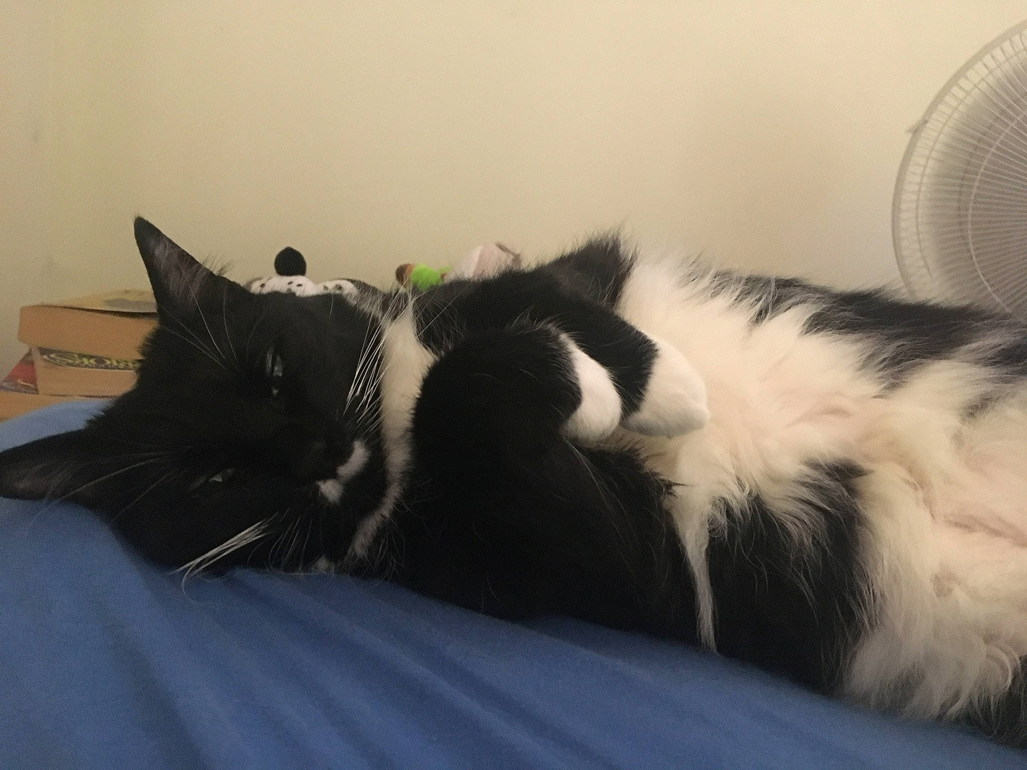 Petey