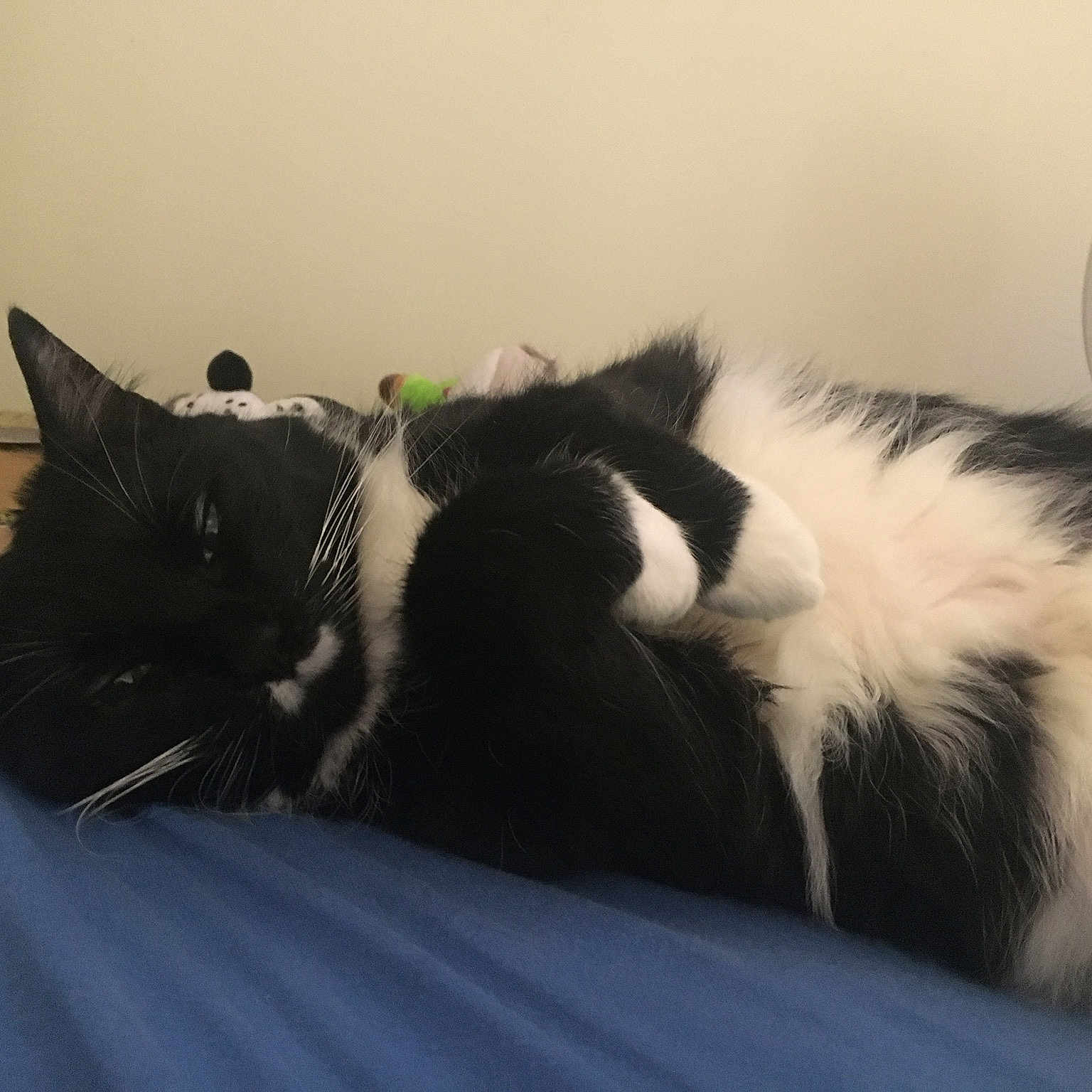Petey