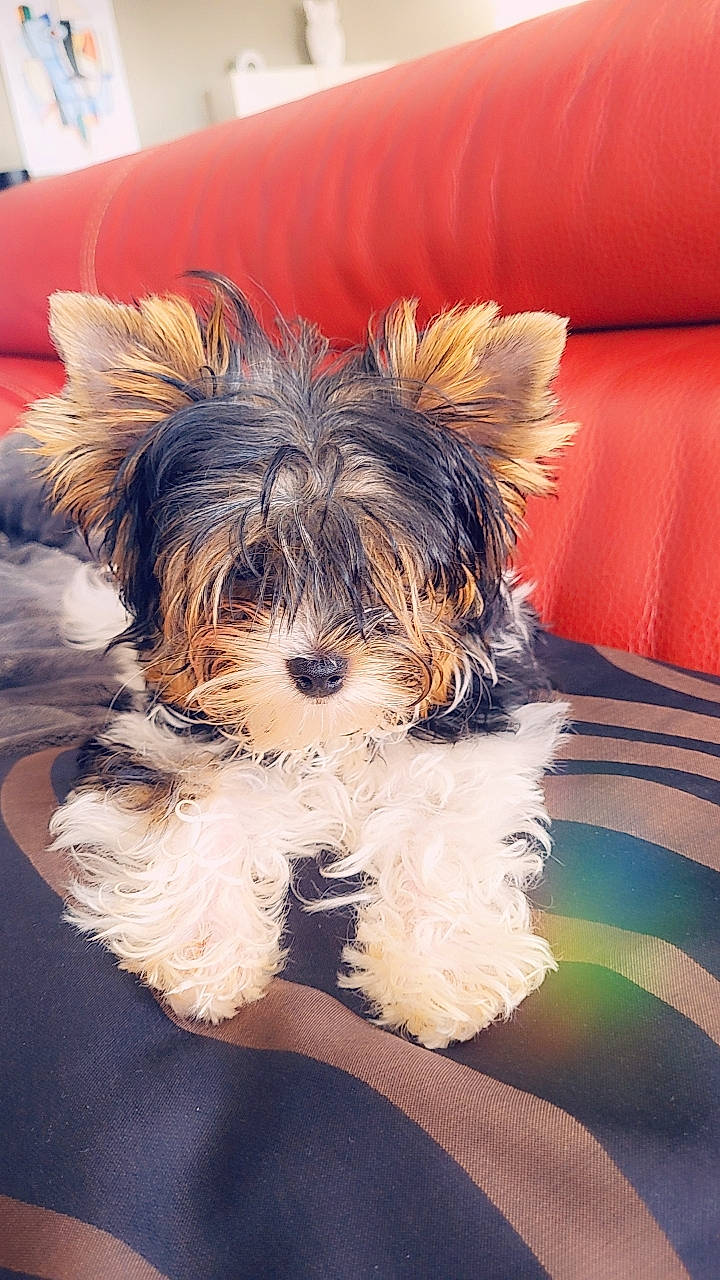 Yukie a rejoint le concours — aidez-le/la à gagner de superbes lots ! biewer_terrier, canidae, carnivore, companion_dog, dog, dog_breed, dog_supply, fur, happy, liver, maltepoo, non_sporting_group, puppy, small_terrier, snout, sporting_group, terrier, toy_dog, working_animal, yorkipoo