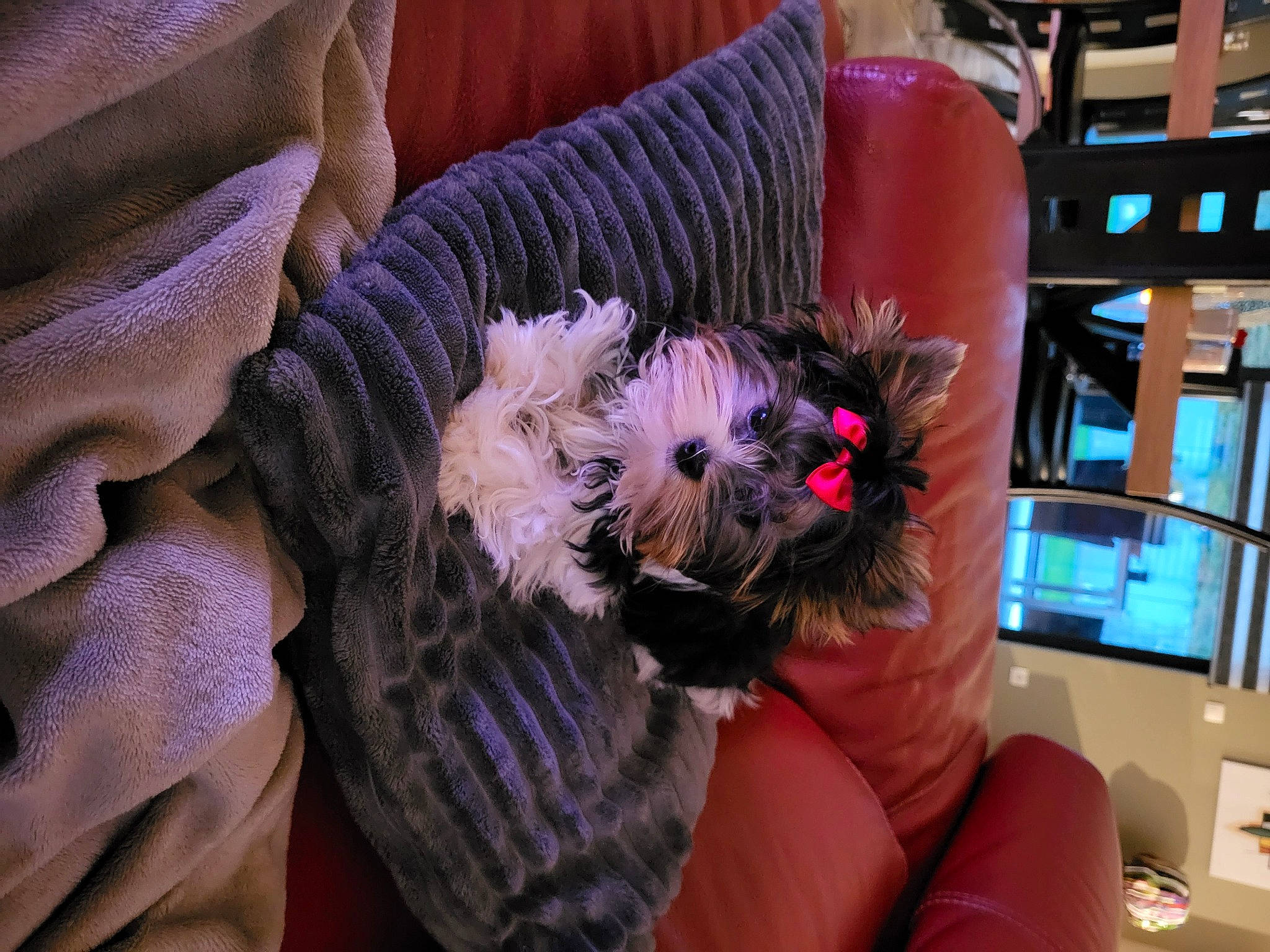 Yukie a rejoint le concours — aidez-le/la à gagner de superbes lots ! canidae, carnivore, comfort, companion_dog, couch, dog, dog_breed, dog_clothes, dog_supply, fawn, fur, puppy, purple, room, small_terrier, sporting_group, terrier, toy, toy_dog, yorkipoo