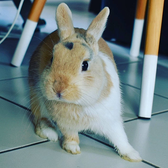 Dobby participe au concours pour gagner de l'argent avec cette photo : domestic_rabbit, ear, fawn, hare, mammal, nose, organism, rabbit, rabbits_and_hares, skin, snout, whiskers, wildlife