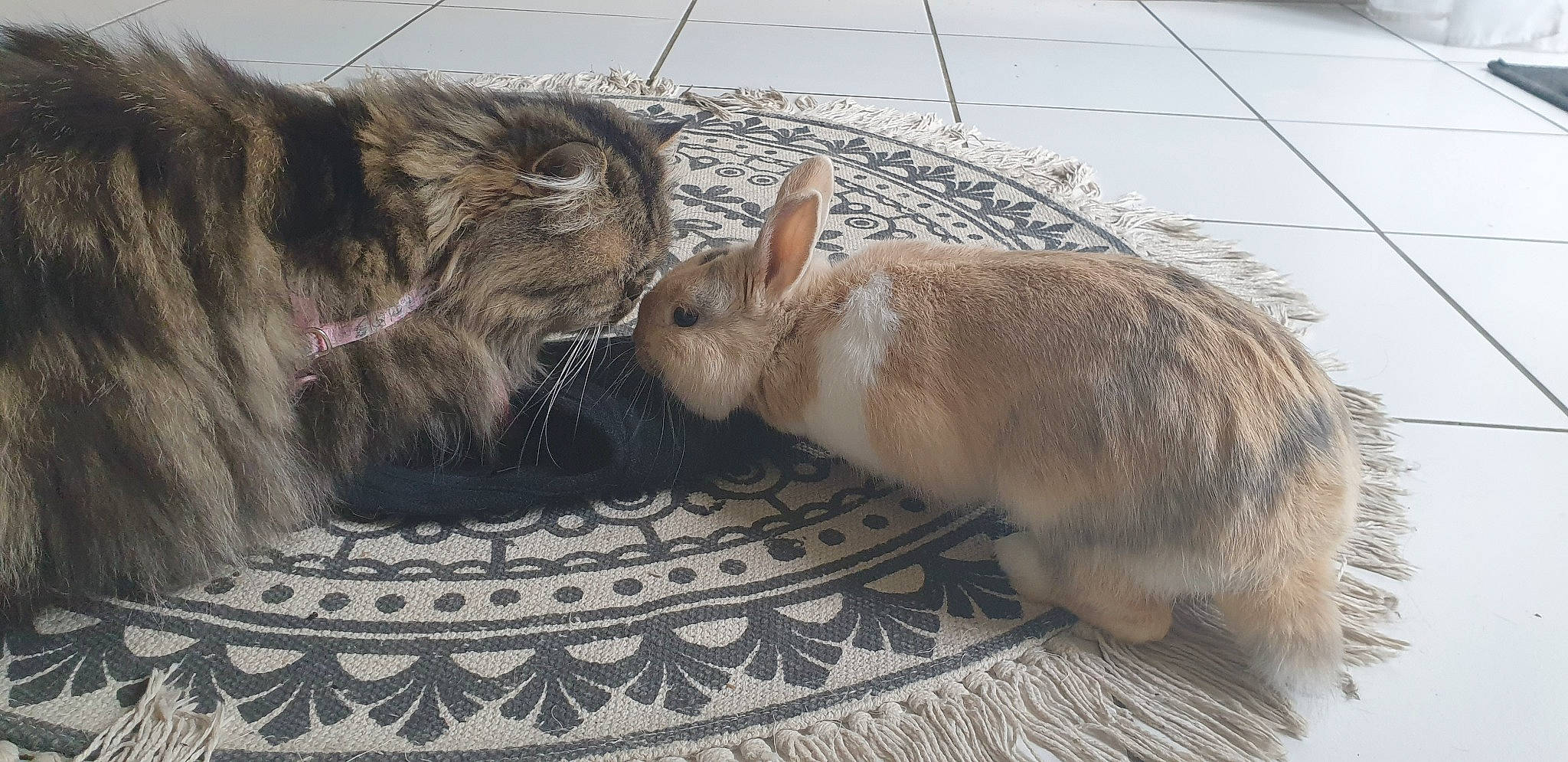 Dobby a rejoint le concours — aidez-le/la à gagner de superbes lots ! carnivore, cat, domestic_rabbit, european_shorthair, fawn, felidae, fur, mammal, rabbit, rabbits_and_hares, small_to_medium_sized_cats, tail, whiskers