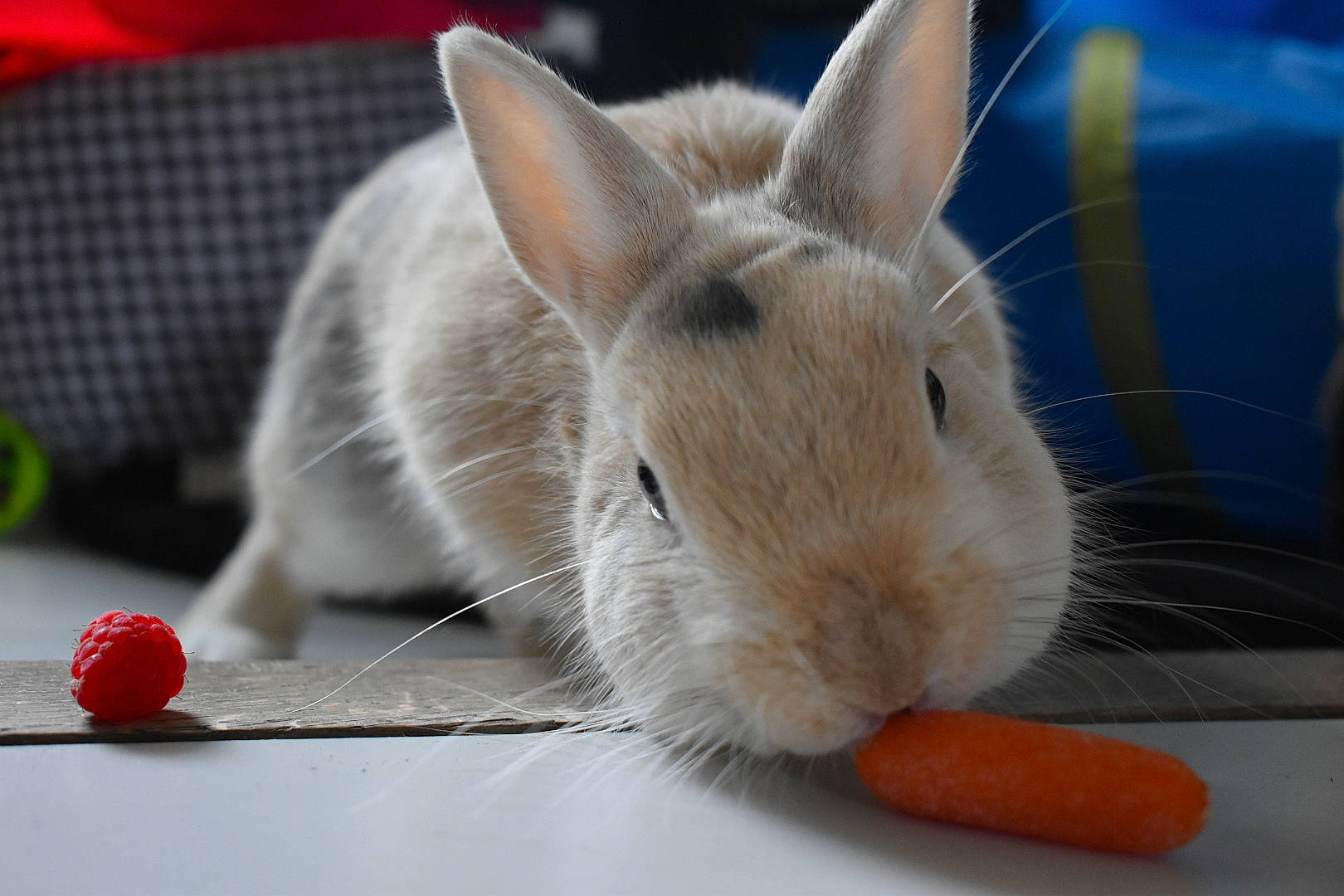 Dobby a rejoint le concours — aidez-le/la à gagner de superbes lots ! domestic_rabbit, ear, fawn, hare, organism, rabbit, rabbits_and_hares, snout, whiskers