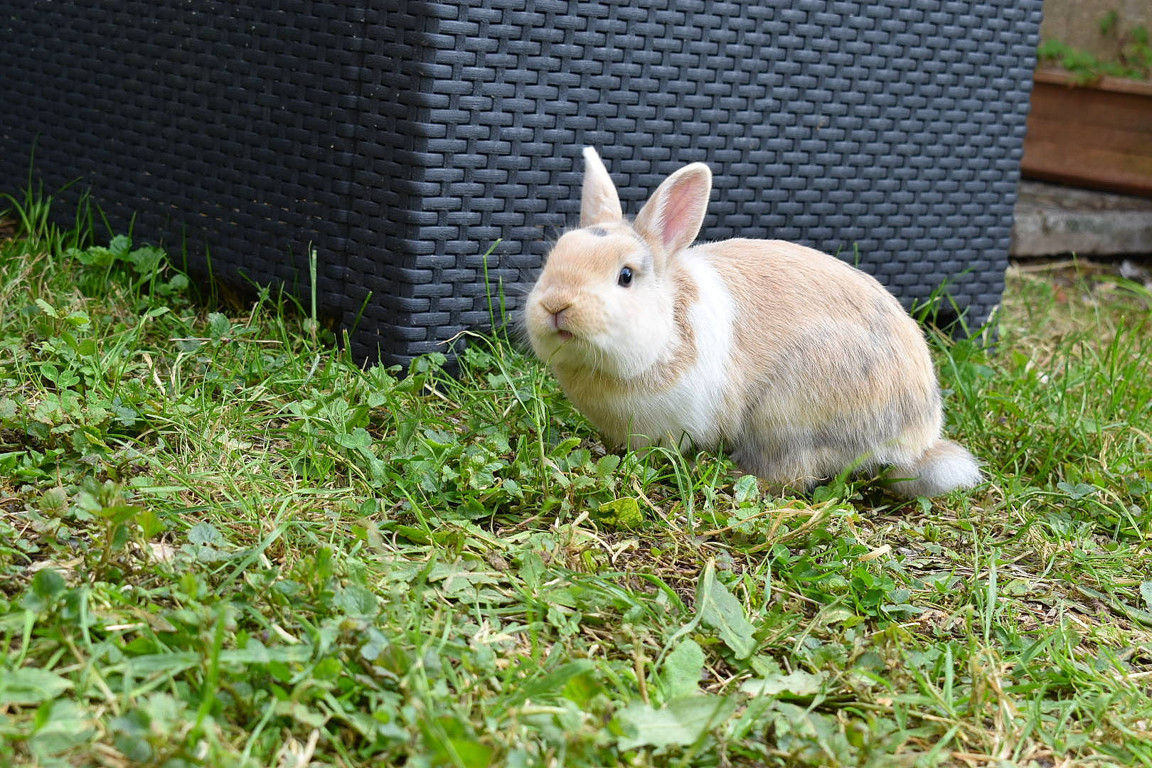 Dobby participe au concours pour gagner de l'argent avec cette photo : adaptation, domestic_rabbit, fawn, fodder, grass, hare, mammal, mountain_cottontail, organism, plant, rabbit, rabbits_and_hares, skin, snowshoe_hare, vertebrate, whiskers, wildlife, wood_rabbit