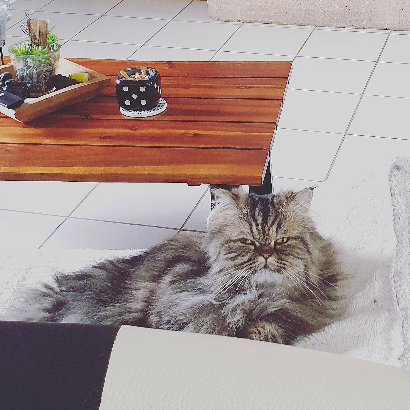 Faya a rejoint le concours — aidez-le/la à gagner de superbes lots ! carnivore, cat, domestic_short_haired_cat, european_shorthair, felidae, fur, home, kitten, maine_coon, norwegian_forest_cat, ragamuffin, siberian, sitting, small_to_medium_sized_cats, square, tabby_cat, table, tail, whiskers, wood