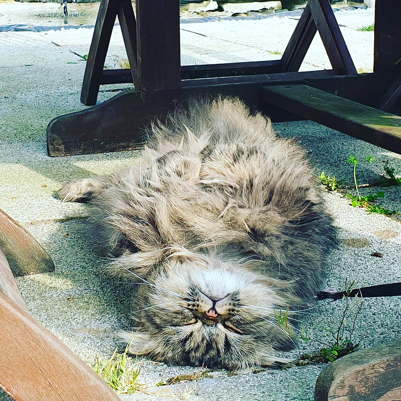 Faya a rejoint le concours — aidez-le/la à gagner de superbes lots ! carnivore, cat, fawn, felidae, fur, small_to_medium_sized_cats, whiskers