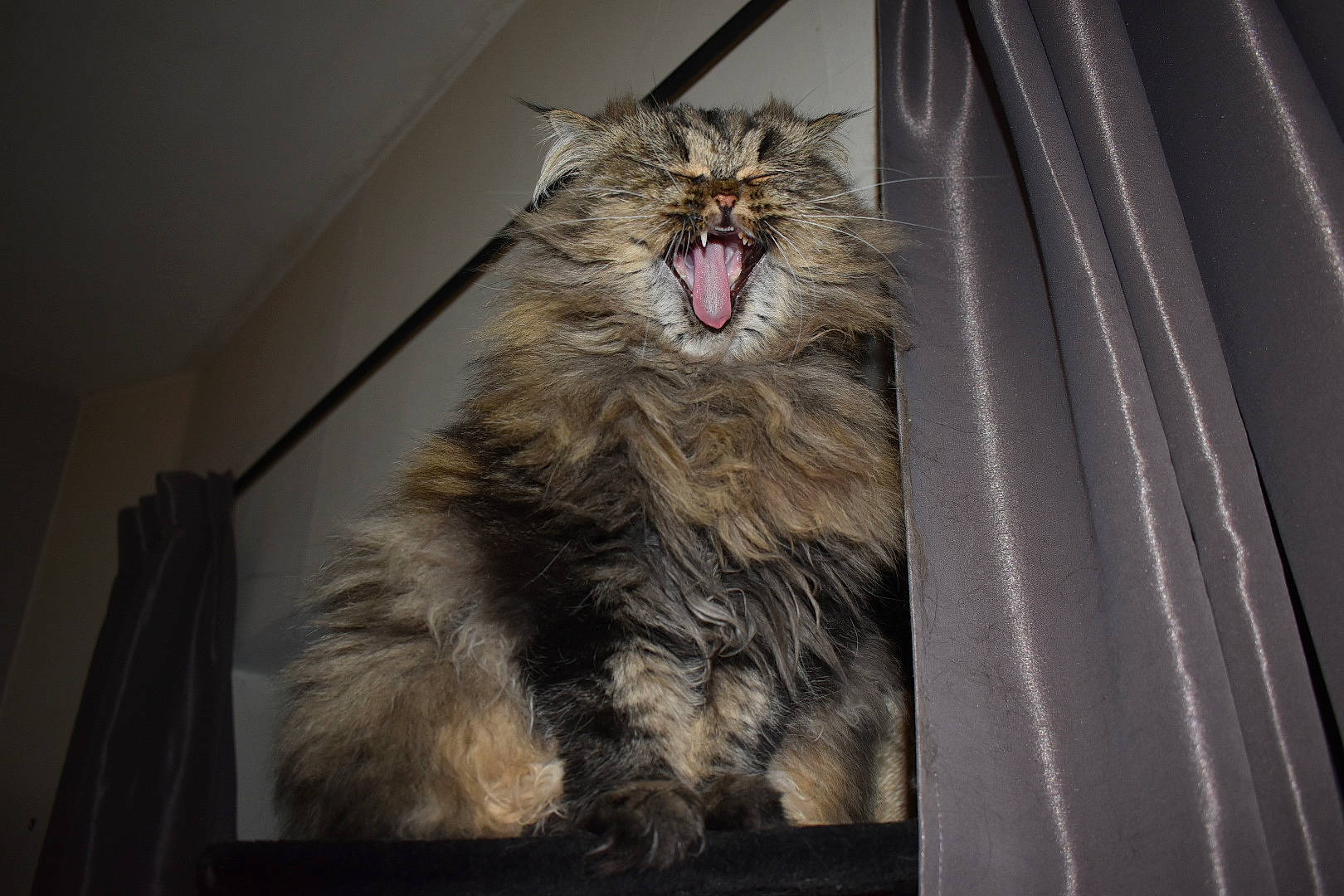 Faya participe au concours pour gagner de l'argent avec cette photo : british_semi_longhair, carnivore, cat, domestic_long_haired_cat, eye, facial_expression, felidae, fur, maine_coon, mammal, mouth, norwegian_forest_cat, ragamuffin, siberian, small_to_medium_sized_cats, snout, tabby_cat, whiskers, wild_cat, yawn