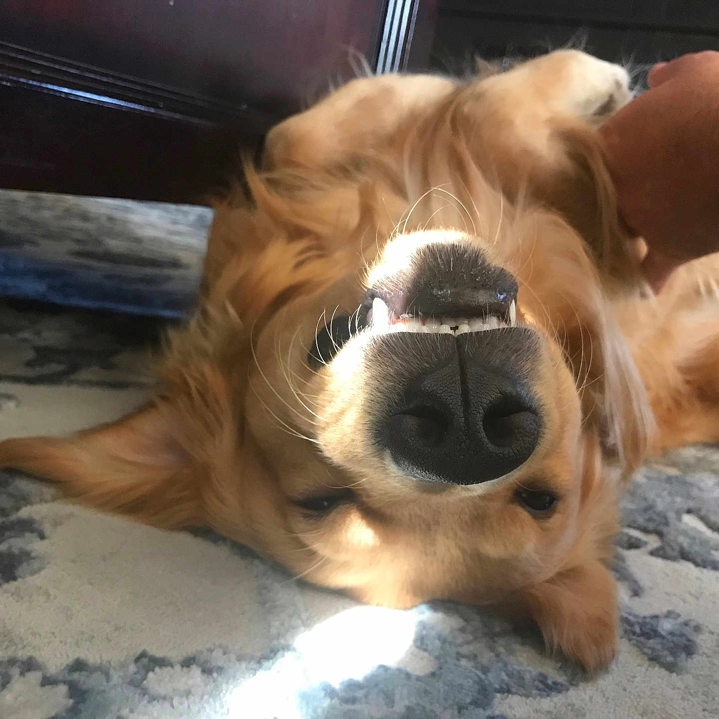 Toasty joined the competition — help win amazing prizes! animal, ball, bodypart, canine, cockerspaniel, dog, goldenretriever, hound, indoors, mouth, person, pet, puppy, sleeping, snout, sport, teeth, tennis, tennisball, terrier