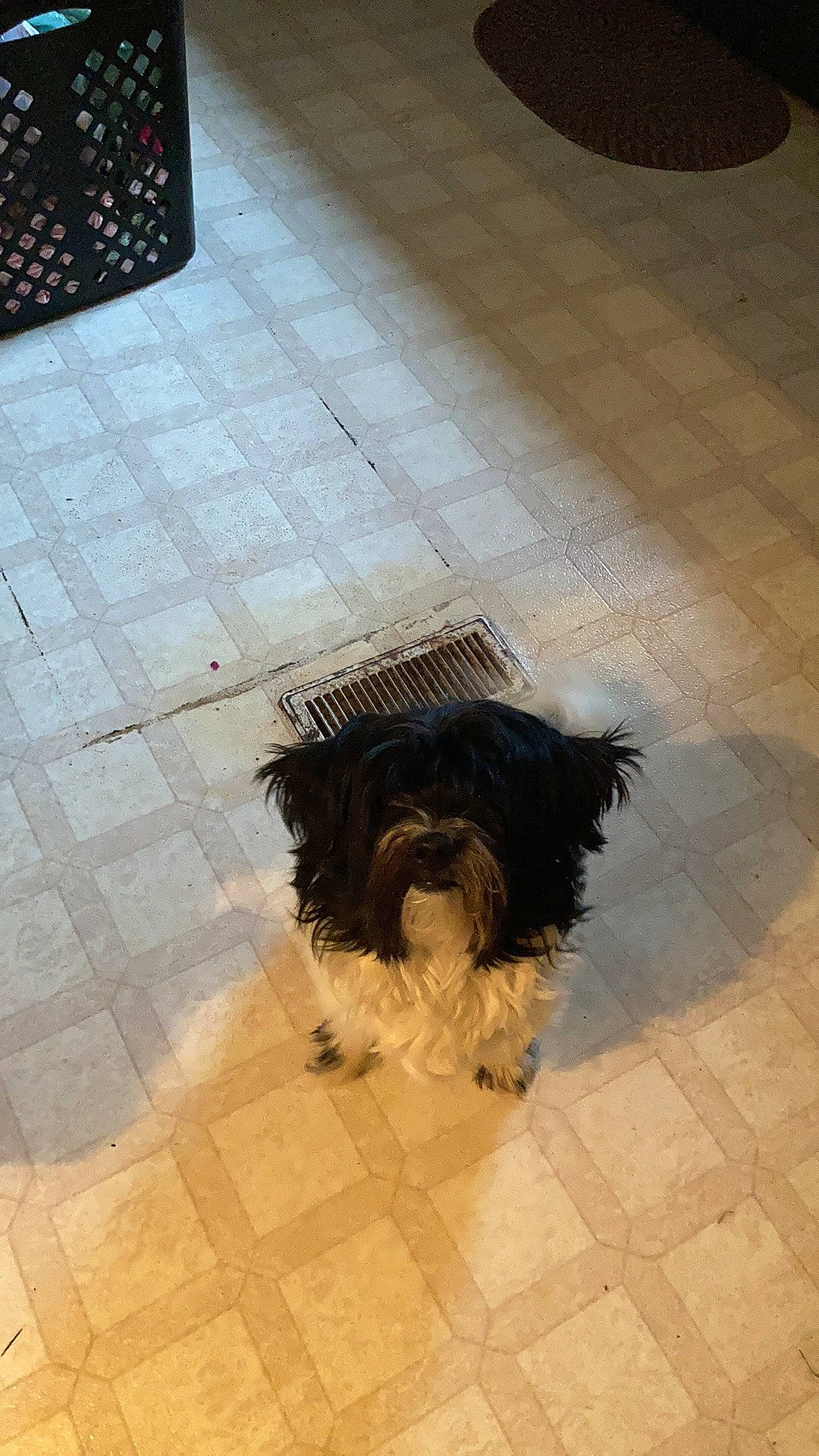 Sophie joined the competition — help win amazing prizes! asphalt, black, carnivore, companion_dog, dog, dog_breed, dog_supply, floor, flooring, fur, hardwood, liver, road_surface, sidewalk, small_terrier, sporting_group, tail, terrier, toy_dog, wood