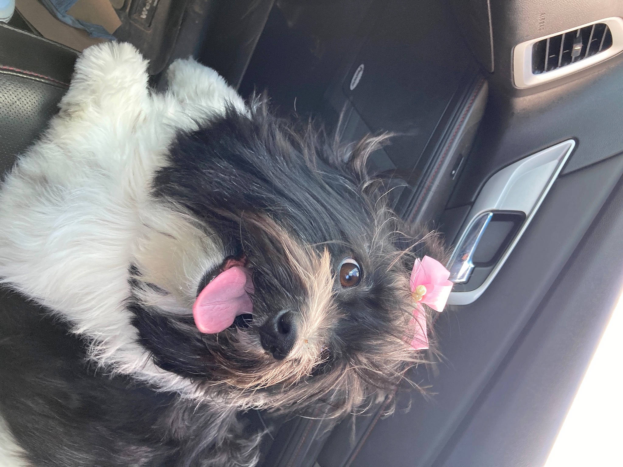 Sophie joined the competition — help win amazing prizes! automotive_exterior, car, carnivore, companion_dog, dog, dog_breed, family_car, felidae, fur, luxury_vehicle, paw, personal_luxury_car, small_to_medium_sized_cats, snout, tail, toy_dog, trunk, vehicle_door, whiskers, working_animal