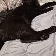 Venus joined the competition — help win amazing prizes! black_cat, cat, pet, animal, bed, blanket, pillow, indoor, feline, relaxing, lying_down, cozy, fur, whiskers, yellow_eyes, comfort, resting, domestic_cat, mammal, cute