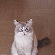 Parizzo participe au concours pour gagner de l'argent avec cette photo : abyssinian, angora, animal, art, cat, coffeetable, desk, diningtable, furniture, hardwood, indoors, interiordesign, kitten, manx, pet, plywood, porcelain, siamese, table, wood