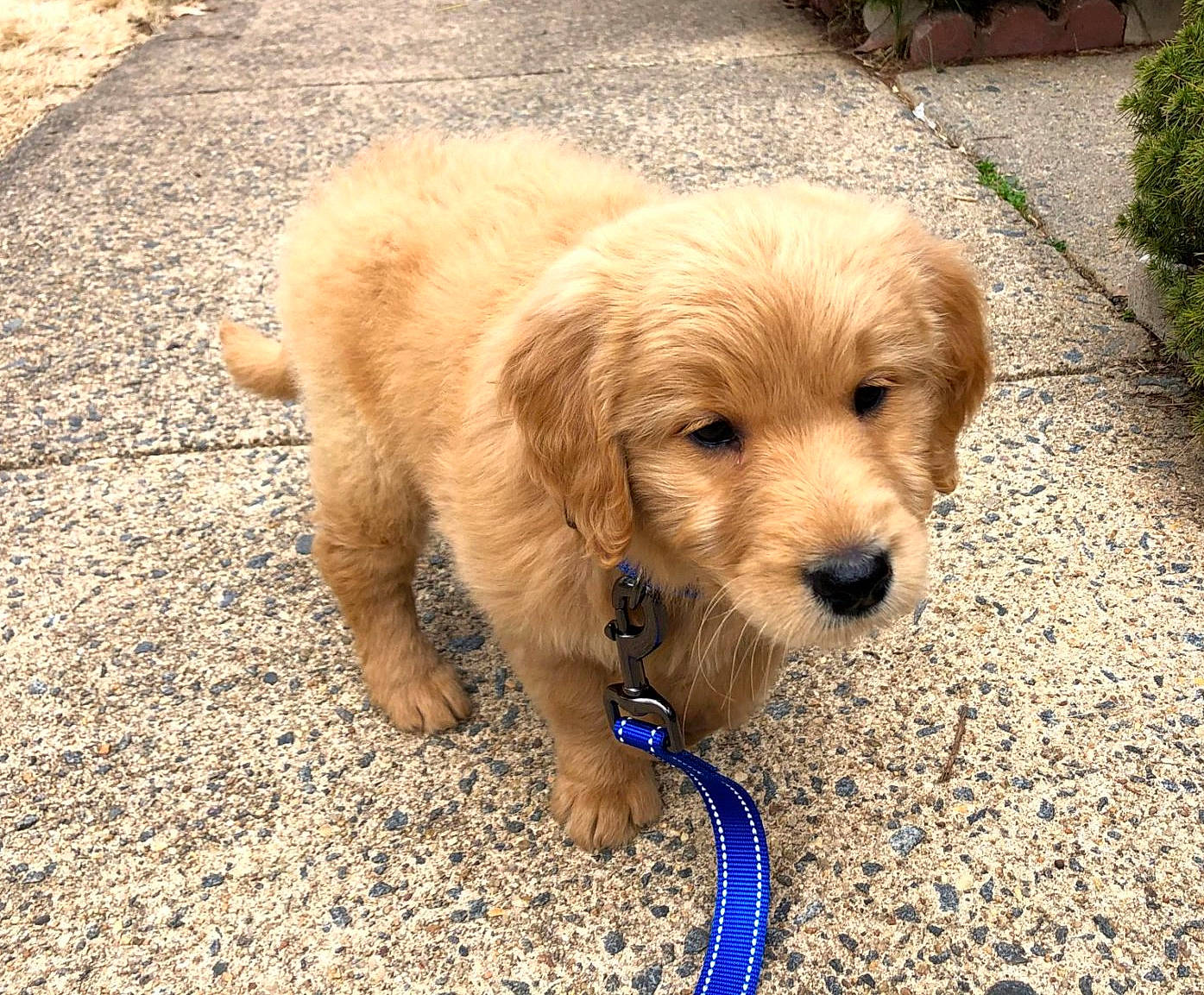 Kiwi is registered to the contest to win money with this photo: canidae, carnivore, companion_dog, dog, dog_breed, dog_collar, fawn, flowerpot, pet_supply, plant, puppy, road_surface, small_terrier, snout, soil, sporting_group, terrier, toy_dog, working_animal