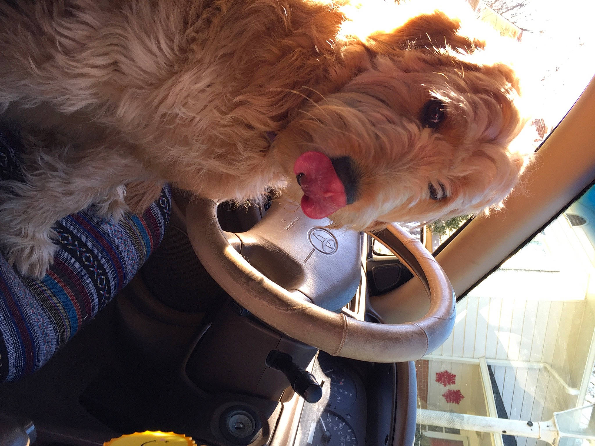 Kiwi joined the competition — help win amazing prizes! canidae, car, carnivore, companion_dog, dog, dog_breed, dog_clothes, eyewear, family_car, fur, seat_belt, small_terrier, snout, sporting_group, terrier, toy, toy_dog, vehicle, vehicle_door, working_animal