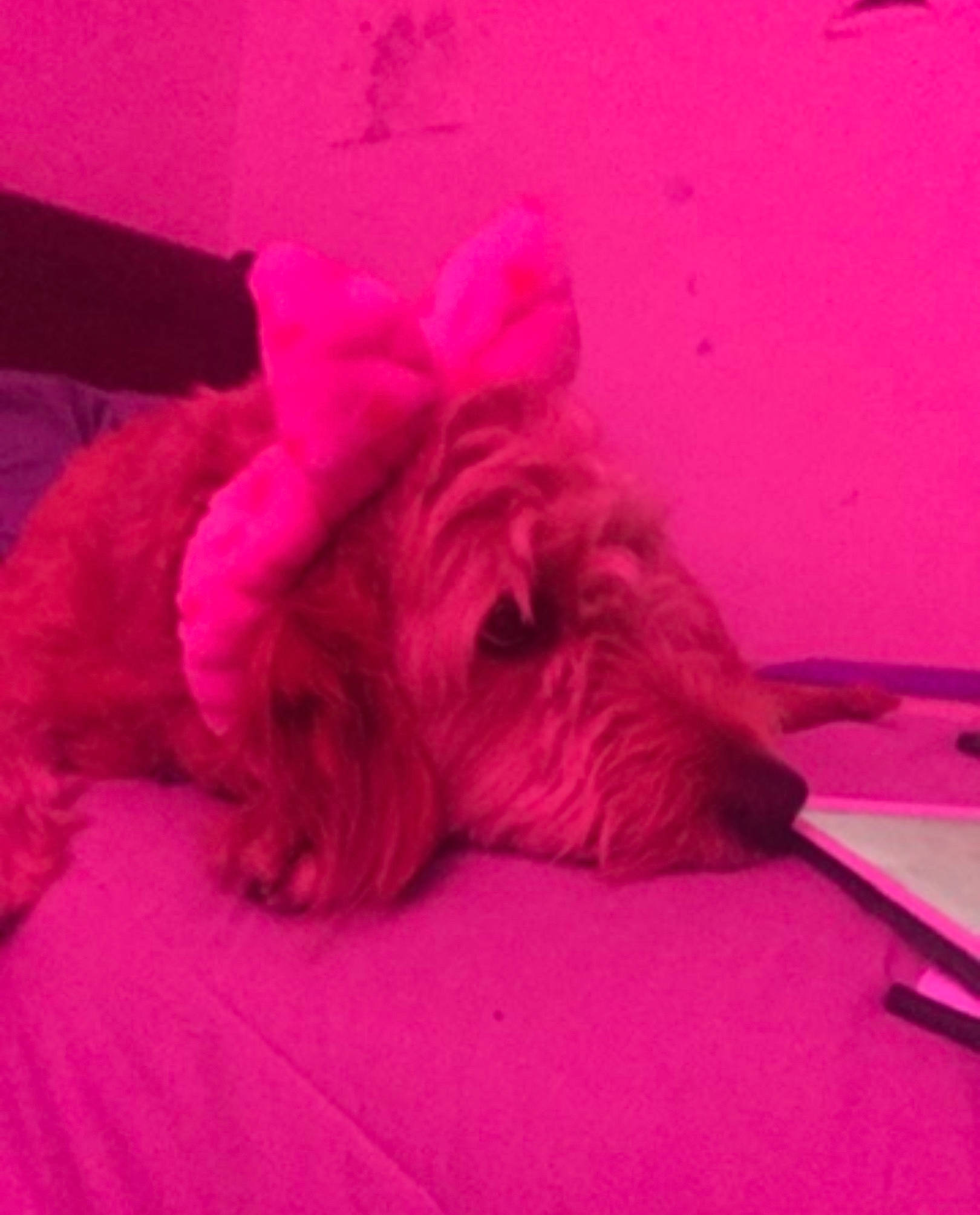 Kiwi joined the competition — help win amazing prizes! canidae, carnivore, cloud, comfort, companion_dog, dog, dog_breed, dog_supply, fawn, felidae, liver, magenta, pink, purple, small_to_medium_sized_cats, snout, sporting_group, terrier, toy_dog, working_animal