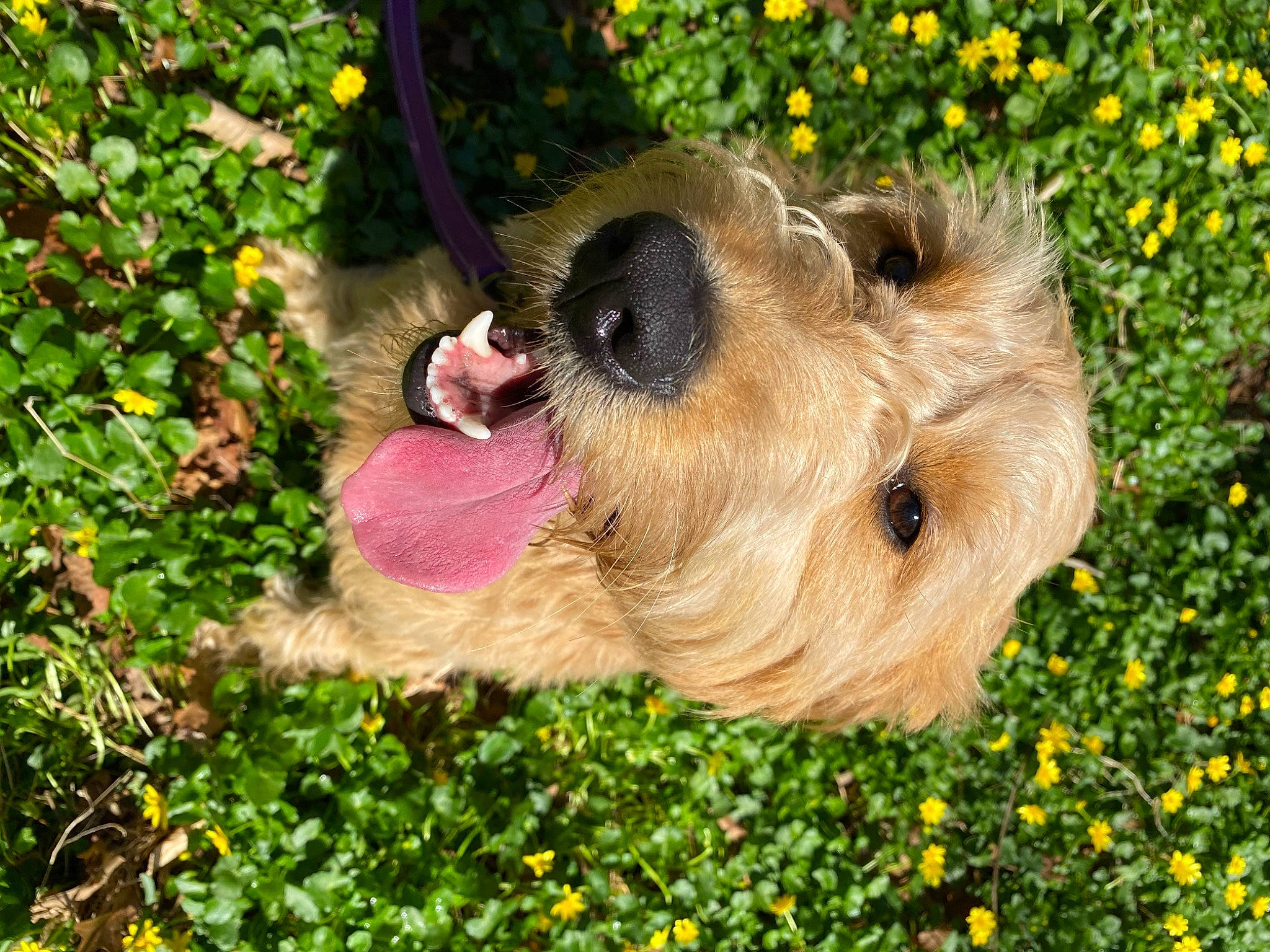 Kiwi joined the competition — help win amazing prizes! airedale_terrier, canidae, carnivore, companion_dog, dog, dog_breed, fawn, flower, fur, grass, groundcover, mammal, plant, rodent, snout, sporting_group, terrier, toy, vertebrate, wire_hair_fox_terrier