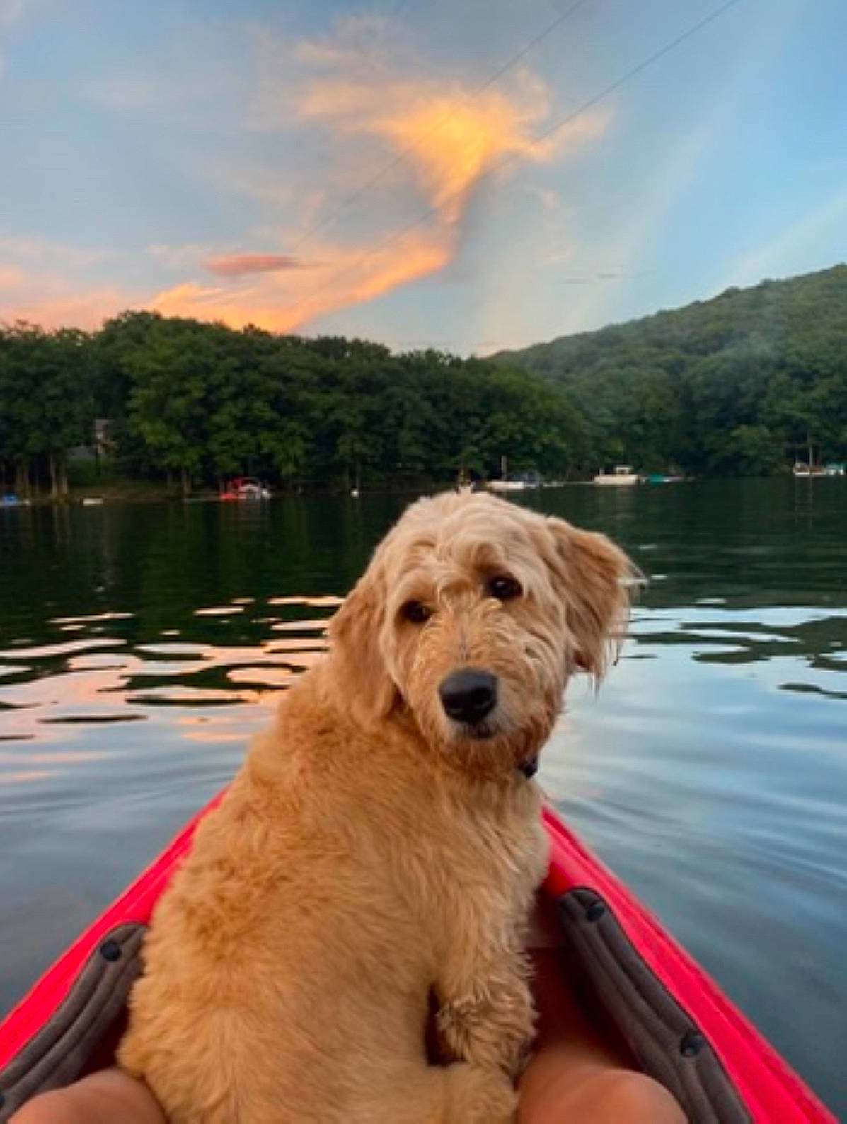 Kiwi is registered to the contest to win money with this photo: boat, boats_and_boating_equipment_and_supplies, calm, carnivore, cloud, companion_dog, dog, dog_breed, fun, lake, landscape, leisure, mountain, reflection, sky, summer, travel, tree, water, water_resources