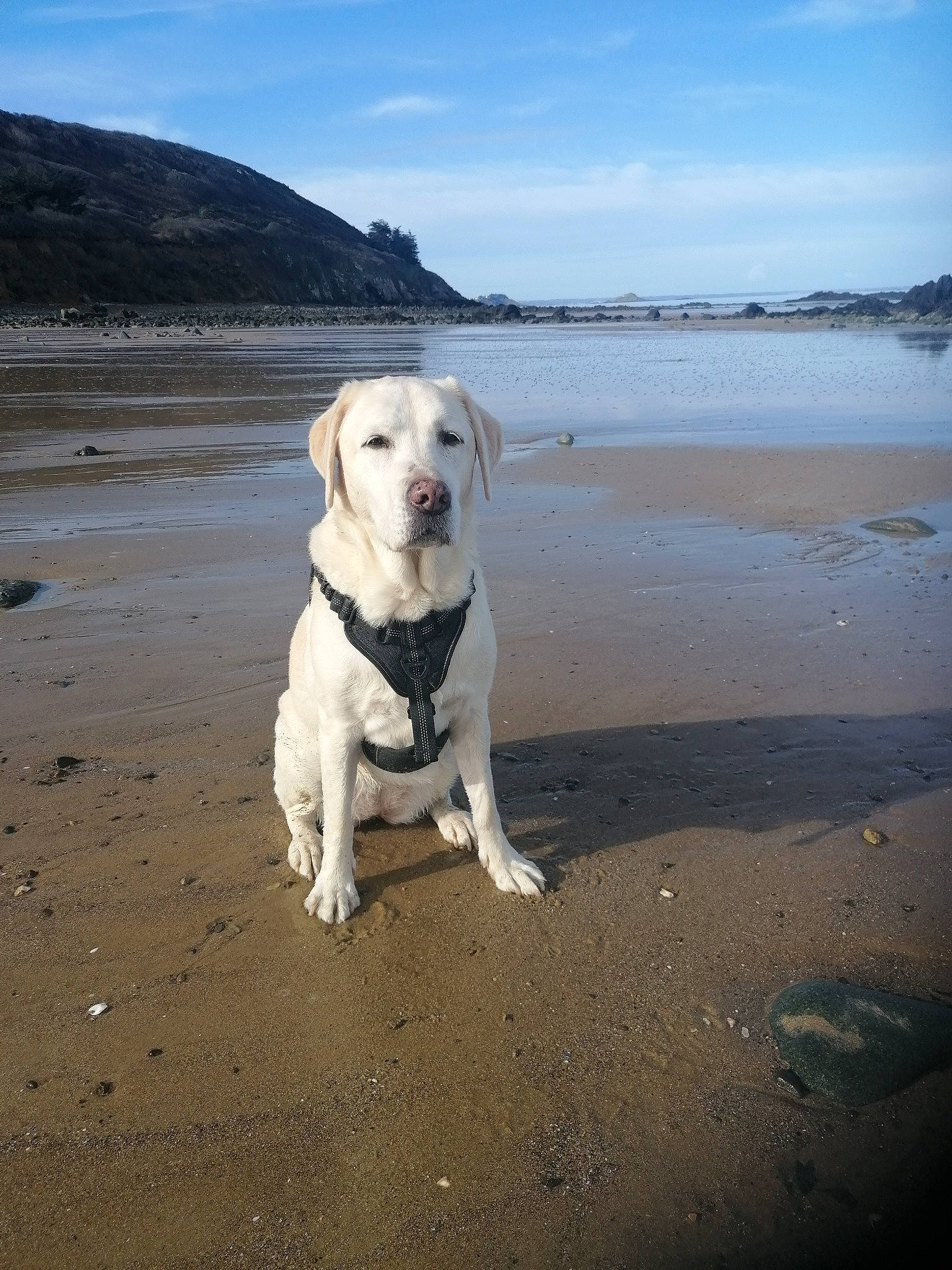 Jade participe au concours pour gagner de l'argent avec cette photo : beach, carnivore, cloud, collar, companion_dog, dog, dog_breed, dog_collar, fawn, horizon, lake, landscape, leash, mountain, sand, sky, snout, tail, water, wind_wave