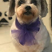 Buffy is registered to the contest to win money with this photo: dog, pet, purple_bow, paw_prints, white_fur, cute, portrait, indoor, animal, small_dog, fluffy, sitting, decor, closeup, adorable, fur, canine, background, studio, bow