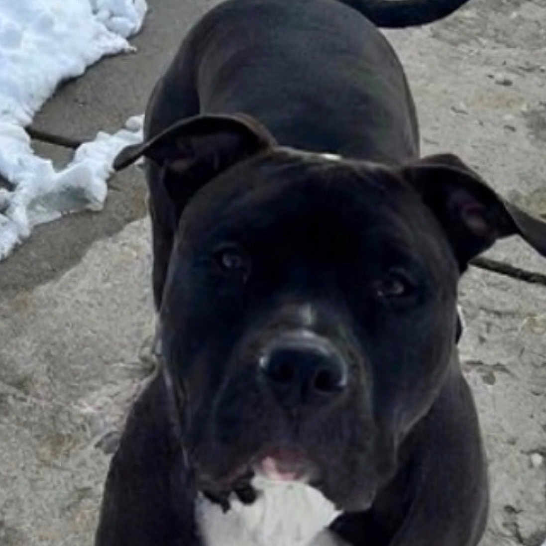 Enzo