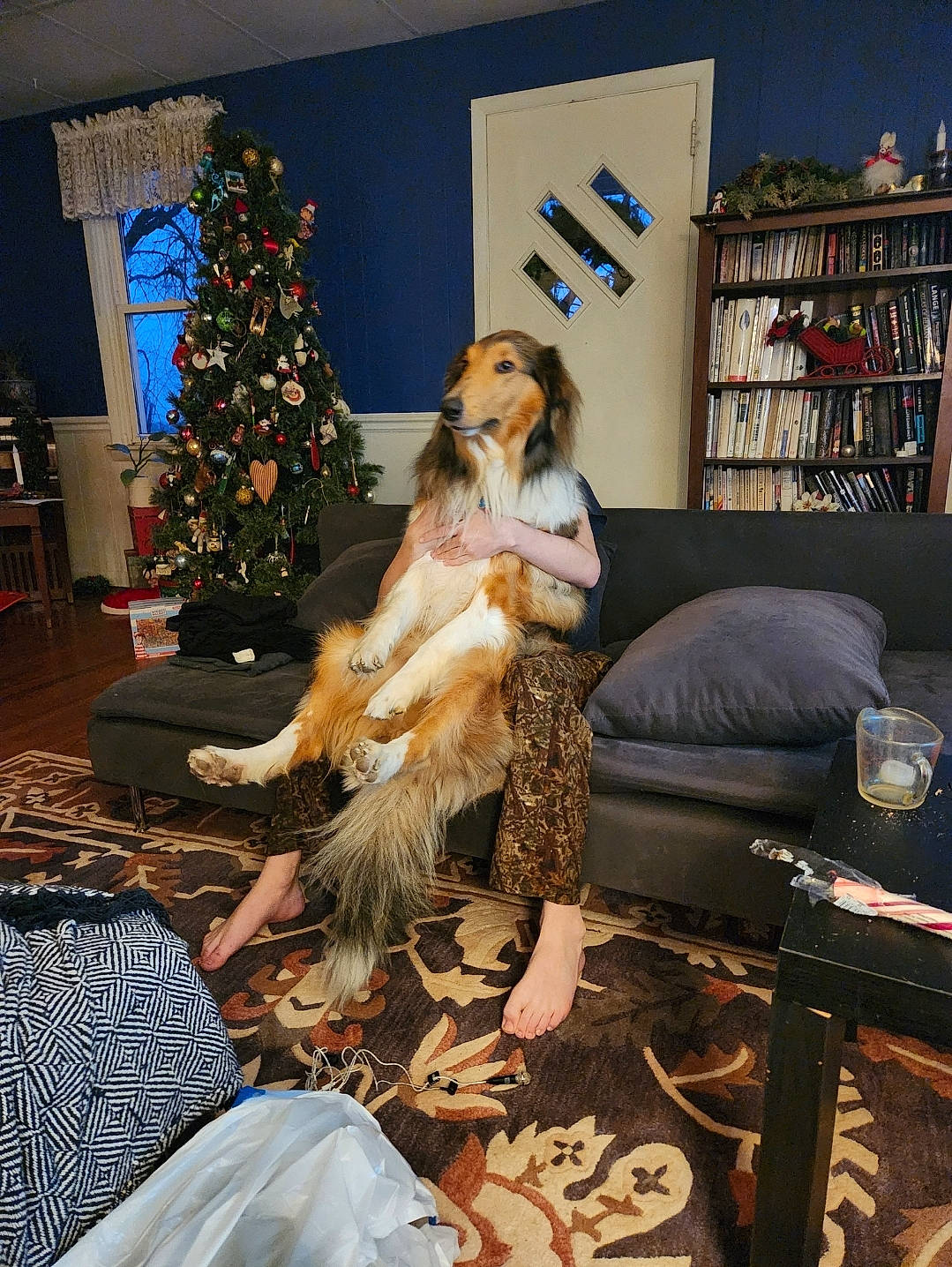 Mo Yoni joined the competition — help win amazing prizes! bookcase, canidae, carnivore, christmas_ornament, christmas_tree, companion_dog, dog, dog_breed, event, flooring, fun, fur, holiday, lap, living_room, picture_frame, room, shelf, sporting_group, studio_couch