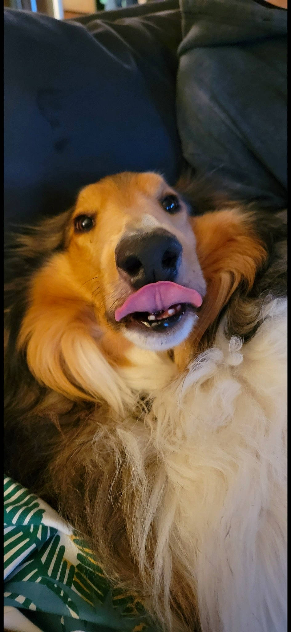 Mo Yoni joined the competition — help win amazing prizes! canidae, carnivore, companion_dog, dog, dog_breed, dog_collar, ear, fawn, fur, head, liver, puppy, smile, snout, sporting_group, whiskers, working_dog