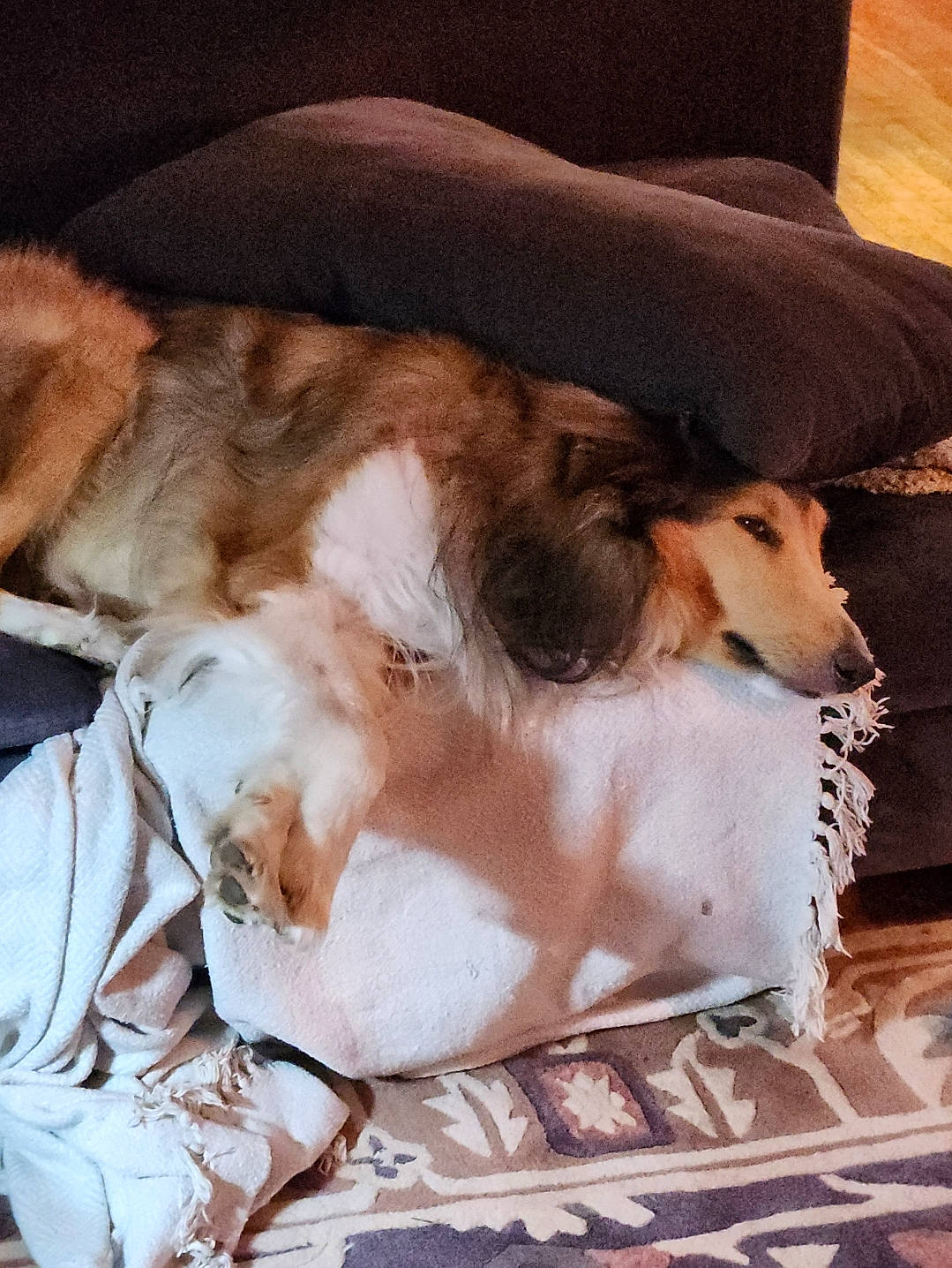 Mo Yoni joined the competition — help win amazing prizes! canidae, carnivore, cloud, comfort, companion_dog, dog, dog_breed, dog_supply, fawn, fur, liver, mammal, paw, scent_hound, snout, sporting_group, tail, vertebrate, whiskers, working_animal