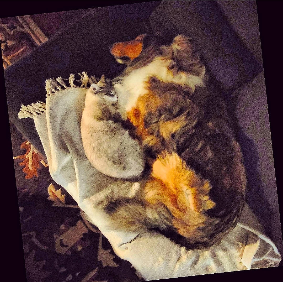 Milk is registered to the contest to win money with this photo: canidae, carnivore, cat, cloud, comfort, companion_dog, dog_breed, felidae, fur, human_leg, metal, paw, room, sky, small_to_medium_sized_cats, square, tail, tints_and_shades, visual_arts, whiskers