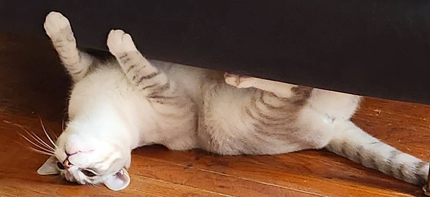 Milk joined the competition — help win amazing prizes! carnivore, cat, claw, comfort, companion_dog, dog_breed, domestic_short_haired_cat, fawn, felidae, flooring, foot, fur, hardwood, human_leg, paw, small_to_medium_sized_cats, snout, tail, whiskers, wood